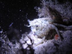 I was doing a night dive at the jetty infront of Batam Vi... by Anthony Ang 